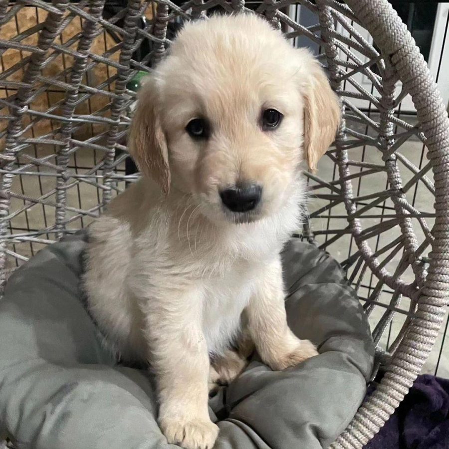 WhatsApp Image 2024-04-18 at 7.01.33 AM