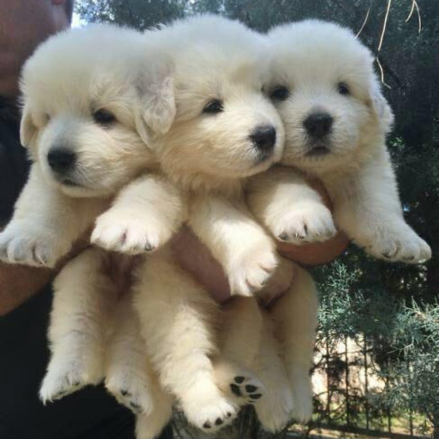 WhatsApp Image 2024-07-01 at 2.21.04 PM (1) - Copy